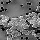 Image for article titled 9 Types Of Bacteria You Didn't Know You're Sharing Your House With